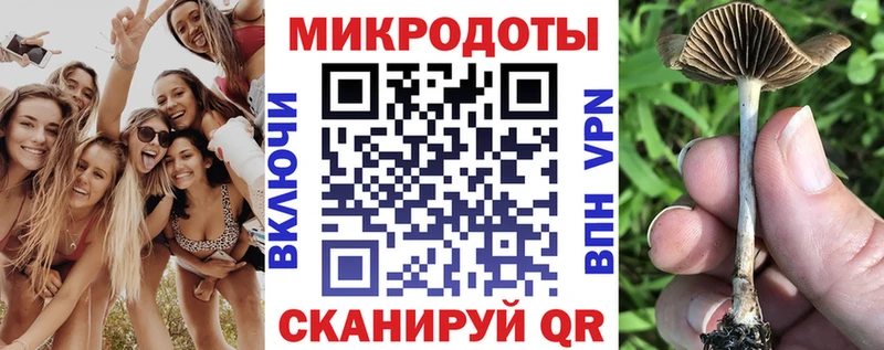Купить  Сальск  Галлюциногенные грибы Psilocybine cubensis 